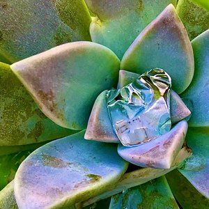 Meet your Posher, Duff!